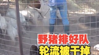 美国野猪泛滥，他们捉到野猪后是怎么处理的，原来是一个都不留