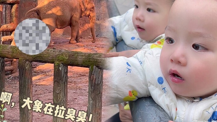 Maaf, Mama seharusnya nggak bawa kalian lihat gajah buang kotoran!