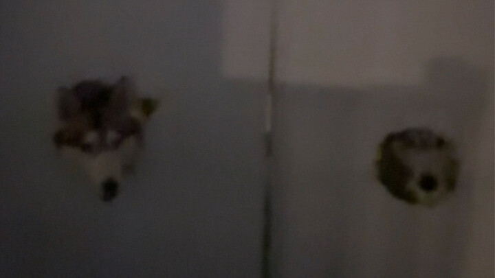 My Husky Cafe Has Finally Been Demolished!