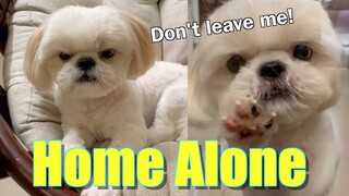 This is What Happens When You Leave Borgy Home Alone (Cute but Sad Dog Video)