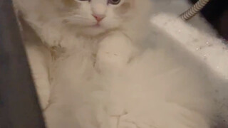 Mimi: Huh? Don’t other cats behave like this?