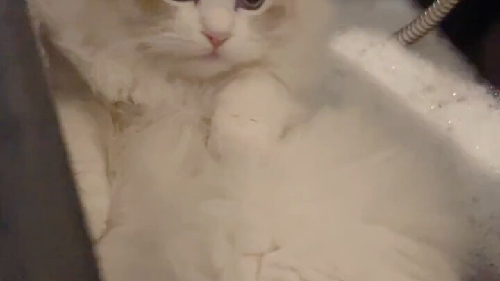 咪咪：啊？别的猫咪不这样吗？？？