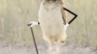 นกฮูกจริงๆ แล้วหน้าตาเป็นยังไง!