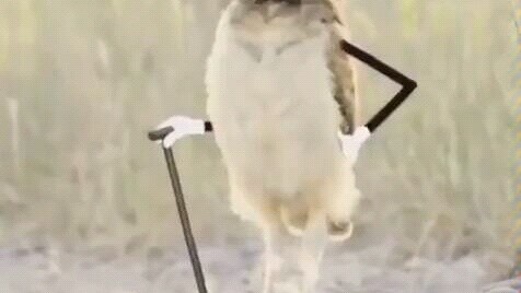 Loài cú thực sự trông như thế nào!