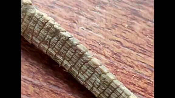 Dragon lizard at my home