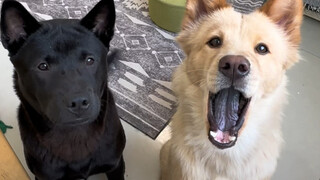 Ternyata anak anjing juga dibagi menjadi i-dog dan e-dog lho (4)