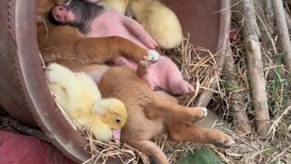 Pigs and dogs get along harmoniously!