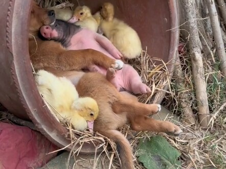 Pigs and dogs get along harmoniously!