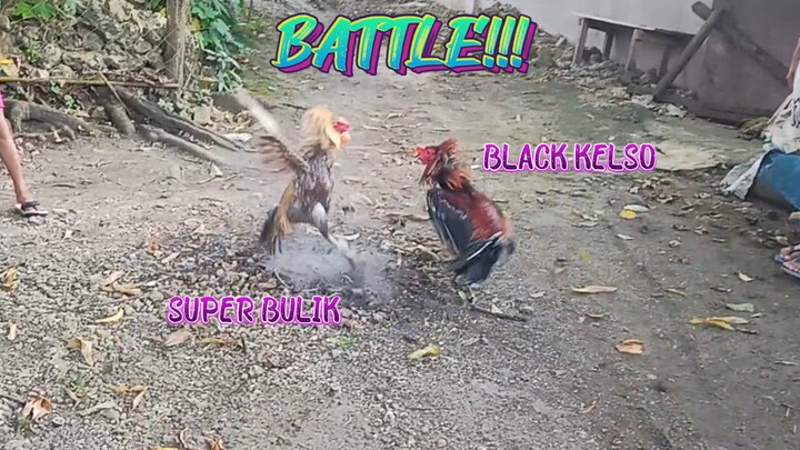 Super Bulik VS Black Kelso Spar!    JRP GAMEYARD