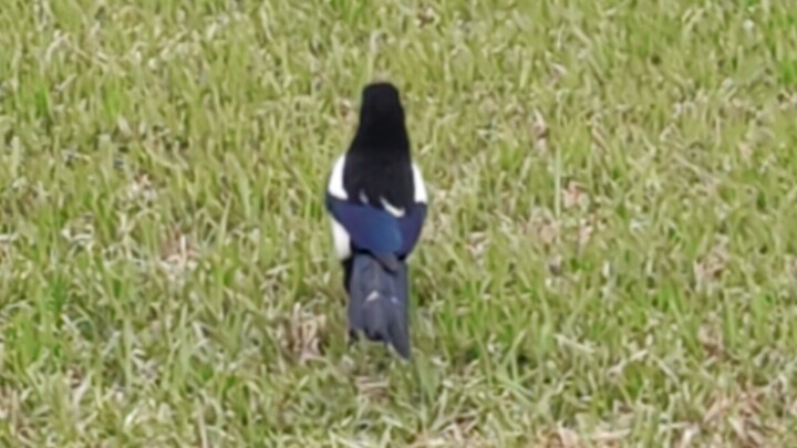 انقر لمشاهدة الزميلة الأكبر ذات الزي المدرسي اللطيفة بشعر أسود طويل مستقيم