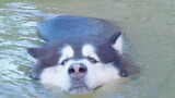[Dogs] The Alaskan Swimming In The Pond