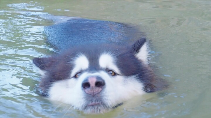 [Dogs] The Alaskan Swimming In The Pond