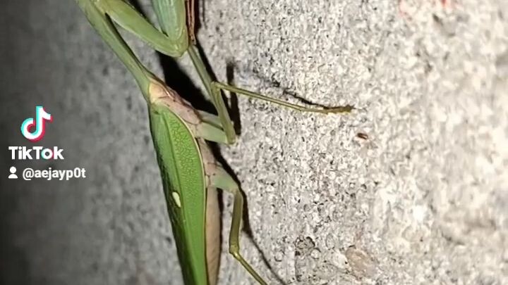 Mantis