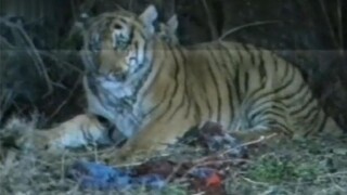 Ibunya yang sudah tua terkubur di dalam perut harimau. Li Kui mengamuk dan mengambil batu untuk memu