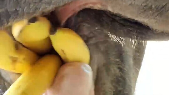 Voi ăn uống cũng đáng yêu quá đi!