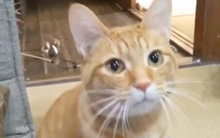 Orange Cat: Mm~ mm~ mm~ Play with me!