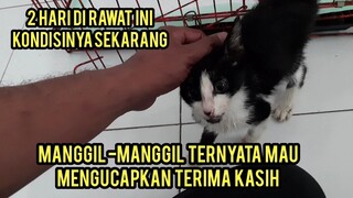 Anak Kucing Ini Manggil -Manggil Yang nolong Mau Mengucapkan Terima Kasih..!