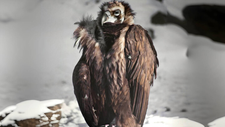 No wonder people from Northeast China call bandit bosses “Mountain Eagle”!