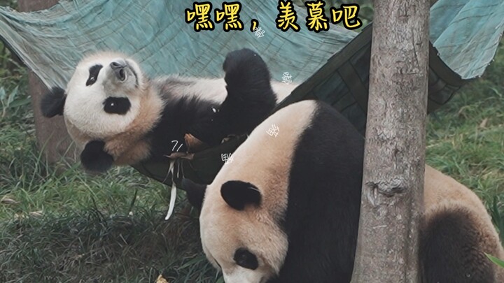 Cách ứng xử của Jiucai rất bùng nổ trong toàn bộ vòng tròn gấu trúc