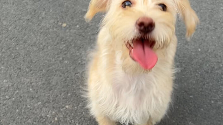 The scrappy princess has finally blossomed into a young lady and is now in her prime—so cuddly! Mean