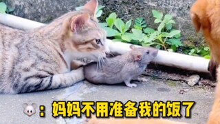 猛宠来袭！鼠鼠历险记 。鼠鼠我呀 洗到临头啦！喵星人汪星人