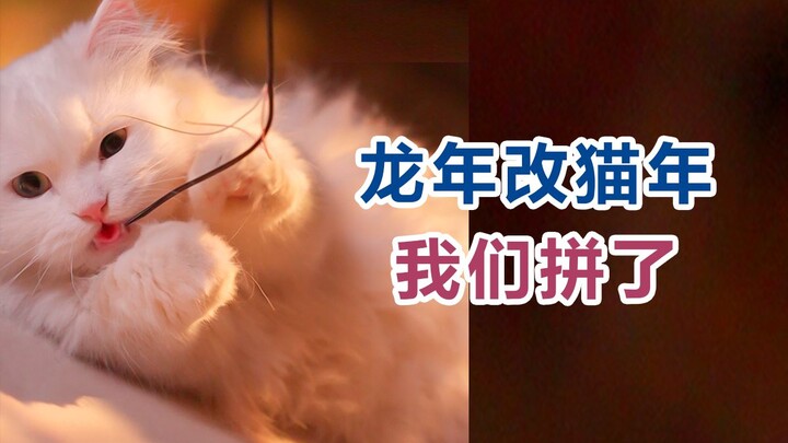 Mengapa kucing tidak bisa masuk ke dalam 12 shio? Kami tidak terima!