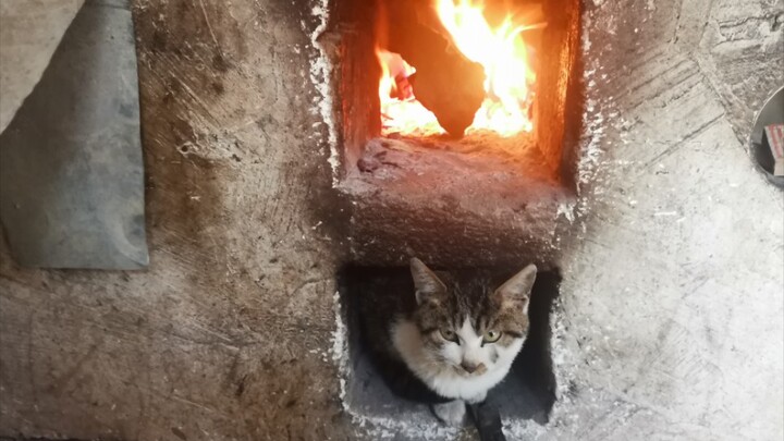 Kitty Getting Warm Close to Stove