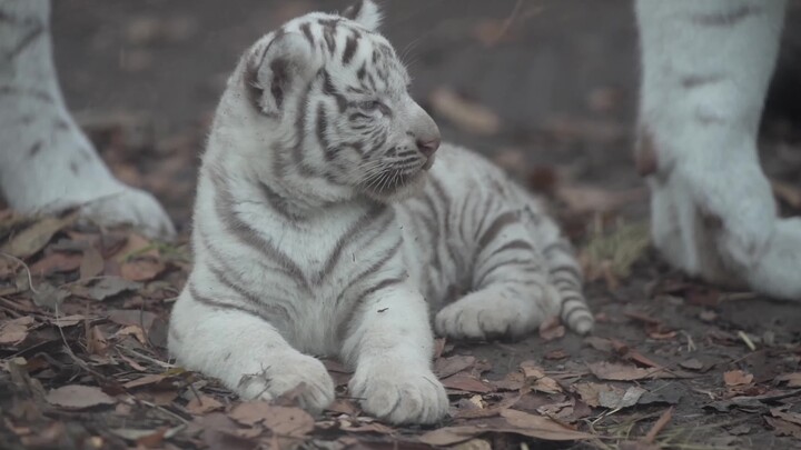 Bayi harimau putih yang baru lahir sangat lucu (｡•ᴗ-)_