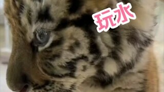 Chú hổ nhỏ được đưa đi giáo dục tư tưởng sau khi chơi đùa dưới nước. Dường như chú đã hiểu được điều