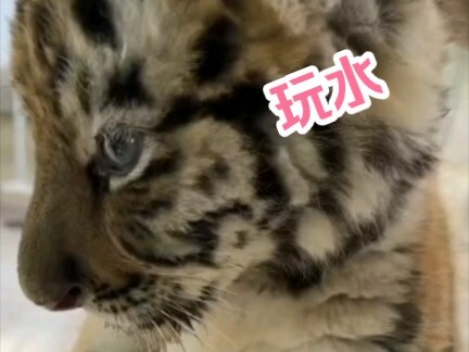 Harimau kecil itu dijemput untuk pendidikan ideologis setelah bermain air. Ia tampak memahaminya. #T