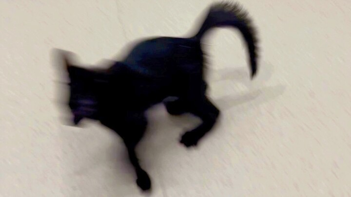 Kucing yang kutemukan, semakin dipelihara malah semakin aneh