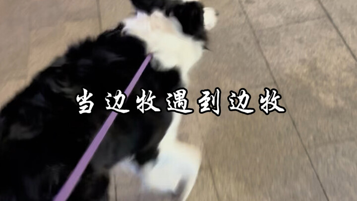 当边牧遇到边牧