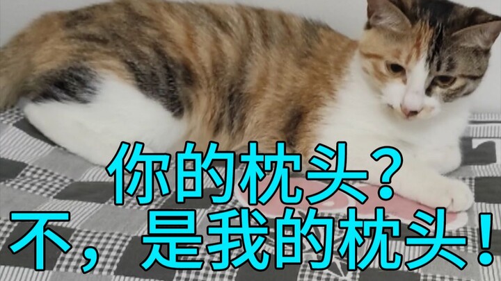 【Film Kucing】Suhu udara turun, tempat tidur mulai dipenuhi kucing