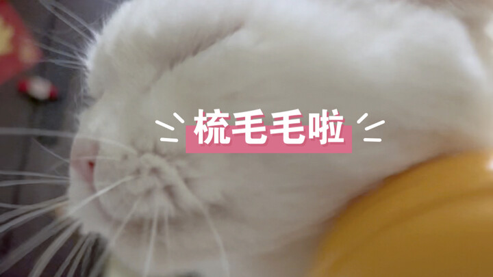 Doudou: Đây là đầu mèo! Không phải cá gỗ! #ChảiMèo#MèoTrắng#GócNhìnCáNhânMèo