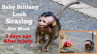 Three Day Ago After Injury,Real Pity Baby Monkey Brittany Look Scaring Her Mum,Poor Baby Monkey Cry