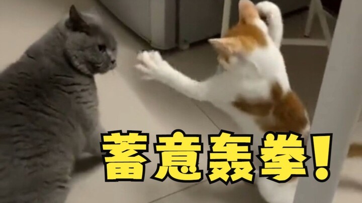 So now do you understand why boxing has weight classes???