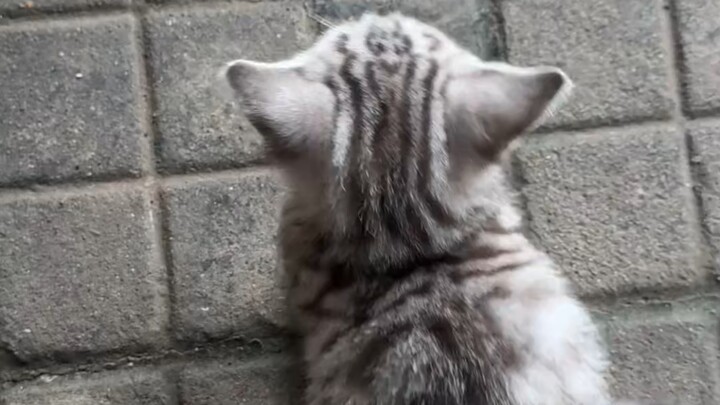 所有人！发相册里的小猫！我知道这很难！但这是命令！