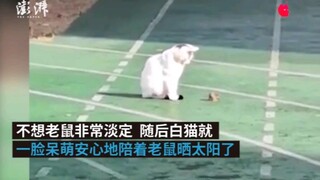 现实版“猫和老鼠”：猫鼠相依晒太阳