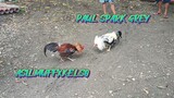 ASILMUFFXKELSO VS PAUL SPARK GREY  SPAR!!