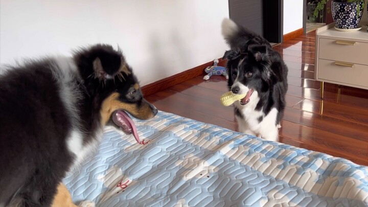 Sago pudding has now successfully invaded my bed.