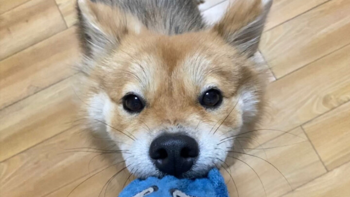 Dùng biểu cảm dễ thương nhất để làm điều tàn nhẫn nhất trong đời chó!