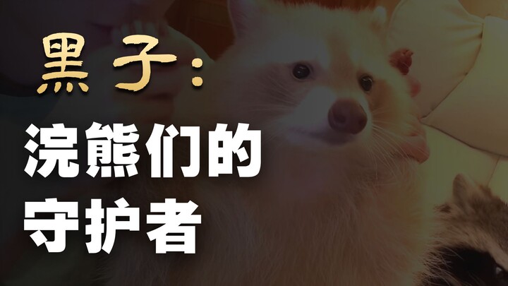 หยวนเป่ากับเฮยจื่อแย่งกาน้ำ เสี่ยวเสี่ยวขโมยกินไข่!