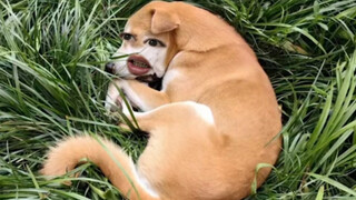 小狗不知道什么叫流浪狗