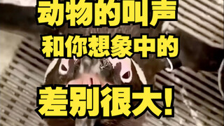 Tiếng kêu của động vật khác xa so với tưởng tượng của bạn!