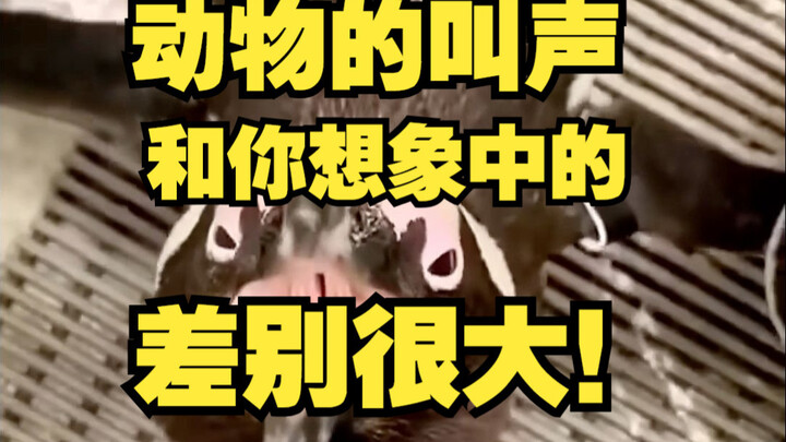 The animal sounds are quite different from what you might imagine!