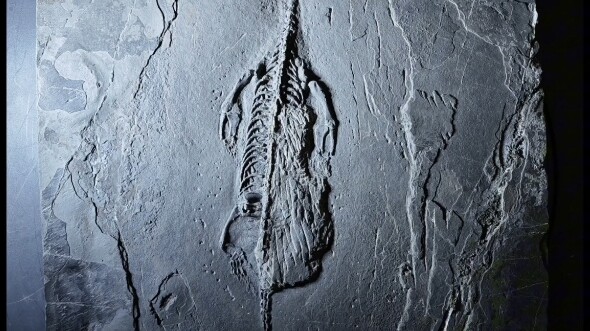 Ngấu nghiến từng miếng thịt của rồng Quý Châu, chỉ còn lại bộ xương sạch sẽ