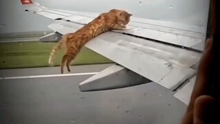 cat riding in plane
