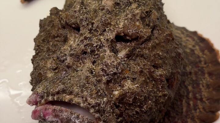 Acar mentah ketemu burung yang nggak bisa diandalkan, ini pun aku nggak bisa atasi.