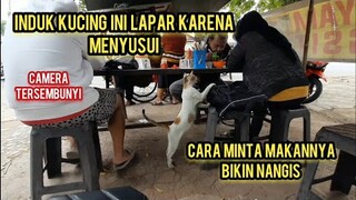 Momen Mengharukan Saat Induk Kucing Lapar Minta Makan Kepada Pengunjung Warung Lihat Endingnya..!