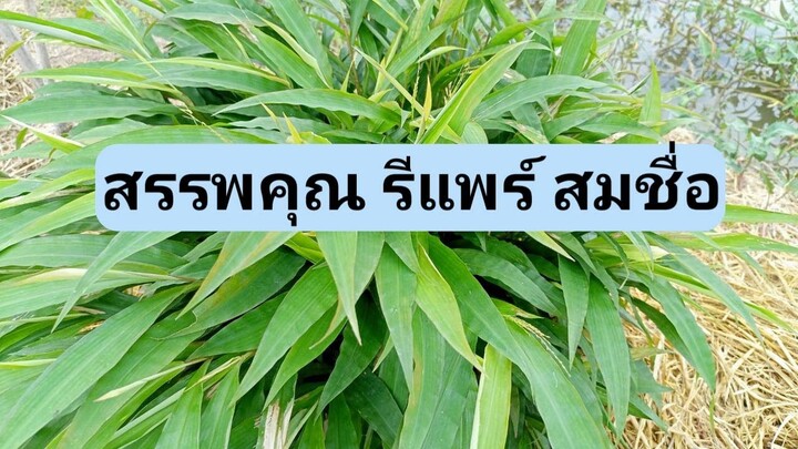 สรรพคุณหญ้ารีแพร์ สมุนไพรสำหรับผู้หญิงจริงๆ/โดยฮอยไทยอีสาน